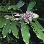 Pittosporum coccineum Fruchs