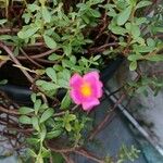 Portulaca grandifloraFlower