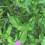 Sabatia angularis Leht