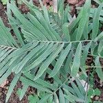 Zamia integrifolia Leaf