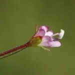 Epilobium oreganum Flower