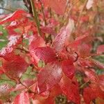 Vaccinium angustifolium Folha