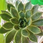 Echeveria agavoidesFolha