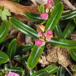 Kalmia polifolia 葉