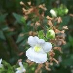 Chaenorhinum villosum Fleur