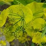 Smyrnium perfoliatum Flower