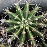 Echinopsis eyriesii Листок