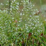 Equisetum pratense برگ