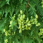 Thuja occidentalis ഫലം