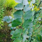 Ulmus minor Leaf