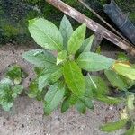 Gynura procumbens Folha