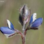 Lupinus bicolor Fleur