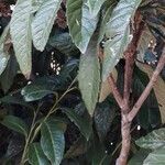 Eriobotrya japonica Likasa