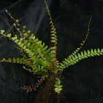 Adiantum incisum Hábito