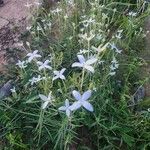 Conostomium longitubum Flower