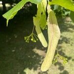 Tilia × europaea Froito