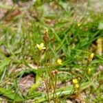 Cicendia filiformis Flower