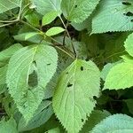 Collinsonia canadensis Hoja