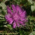 Centaurea jordaniana 花