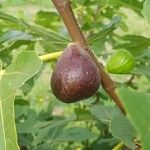 Ficus carica Frucht