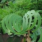 Kumara plicatlis Leaf