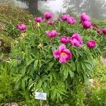 Paeonia officinalisBloem