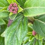 Viburnum tinus Blüte