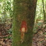 Gilbertiodendron diphyllum Bark