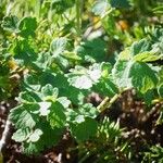 Thalictrum macrocarpum 葉