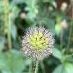 Dipsacus pilosus Fruit