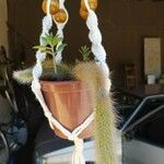 Cleistocactus winteri Leht