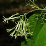 Cestrum racemosum Other