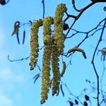 Alnus glutinosa Blodyn