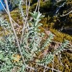Alyssum montanum Hostoa