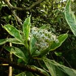 Cornus alba Цветок
