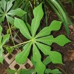 Manihot grahamii Leaf