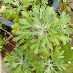 Artemisia thuscula Leaf