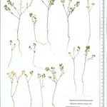 Alyssum linifolium Інше