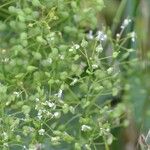 Lepidium draba Ffrwyth