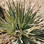 Agave stricta ഇല