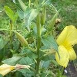 Oenothera parviflora फूल