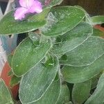 Tradescantia crassifolia Цвят