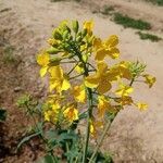 Brassica napusFlower