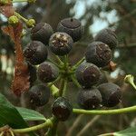 Hedera helix Vrucht