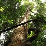 Pericopsis elata Habitat