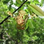 Monodora carolinae Flower