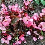 Begonia cucullata 整株植物