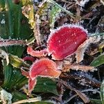 Arctous alpina Leaf