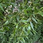 Salix euxina Fulla