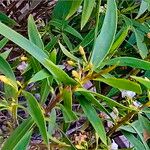 Myoporum montanum Blad